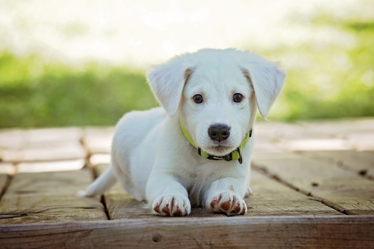 Mehr über den Artikel erfahren 10 Places to Travel With Your Dog